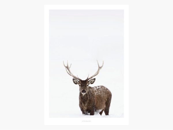 Print   Deer No. 2 Mode