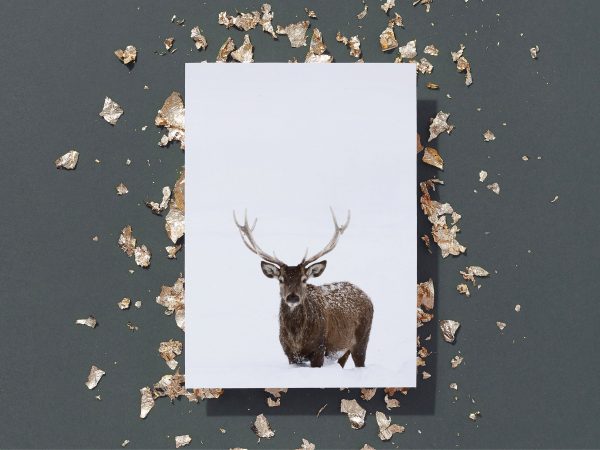 Grußkarte   Deer No. 2 Verkauf – Bild 4